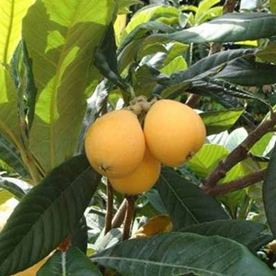 果樹の苗/ビワ：はるたより4-5号ポット