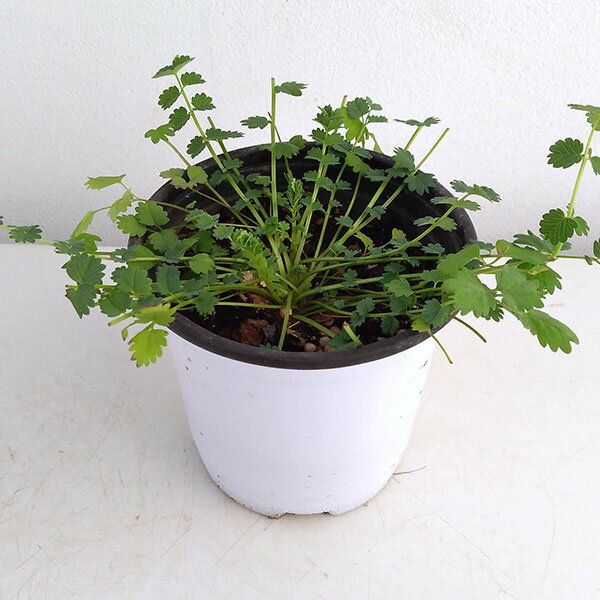 ハーブの苗/クッキングハーブ：サラダバーネット3.5号ポット