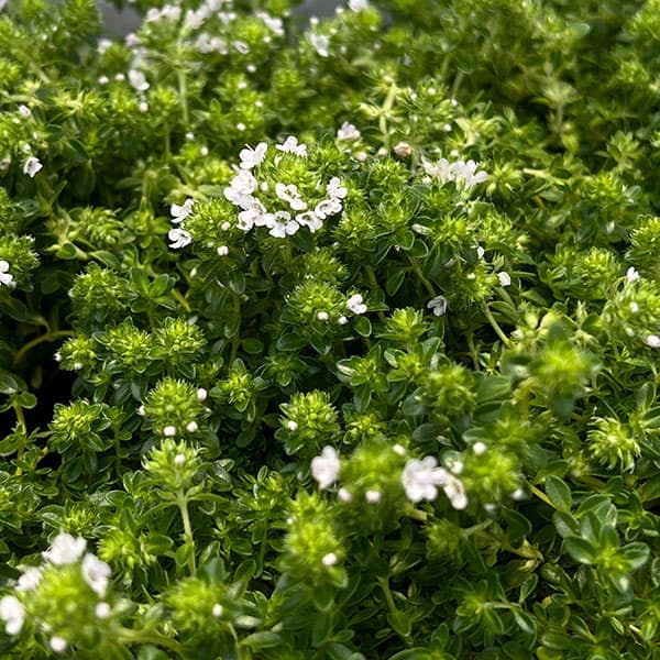 ハーブの苗/[送料無料]タイム（ほふく性）：クリーピングタイム白花3号ポット 24株セット