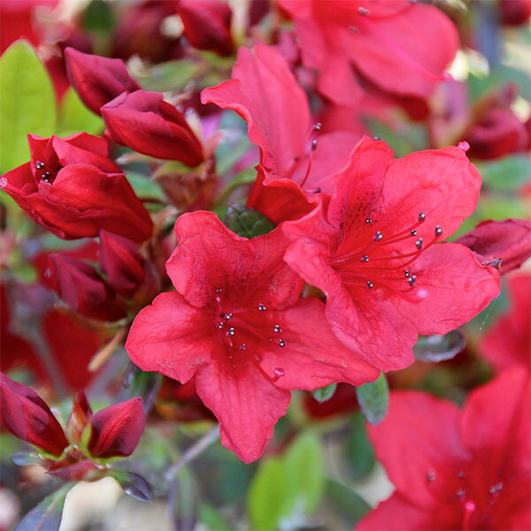 ���� ���ڤ���/�����ĥĥ����Фι�ʤҤΤ��ˡ�5��ݥå�5�����å�