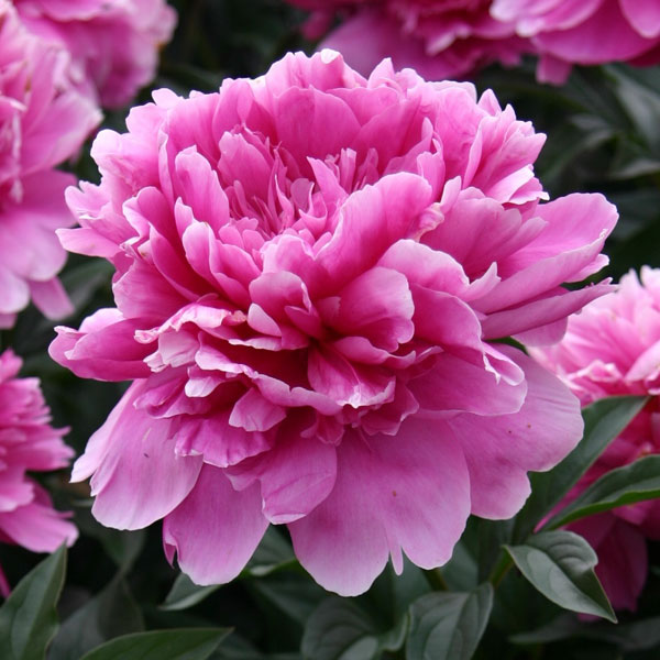 草花の苗/シャクヤク（芍薬）：華燭の典（かしょくのてん）4号ポット