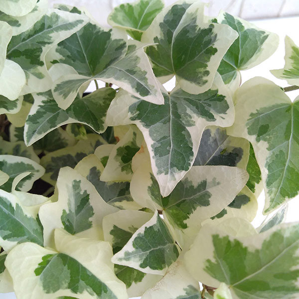 草花の苗/ヘデラ（アイビー）：天使の羽衣3.5号ポット