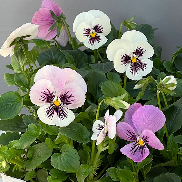 ビオラ 気まぐれロージーの商品画像