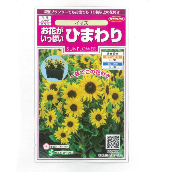 ヒマワリ：イオス（お花がいっぱい）[サカタ 花タネ]