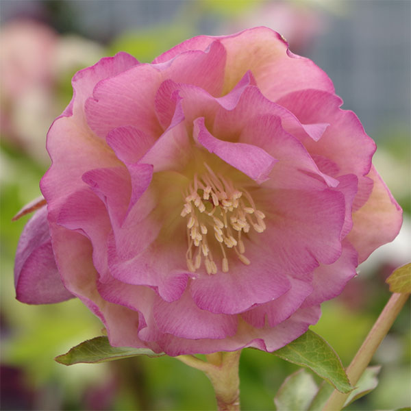 クリスマスローズ：琴音（ことね）3.5号ポットのサムネイル