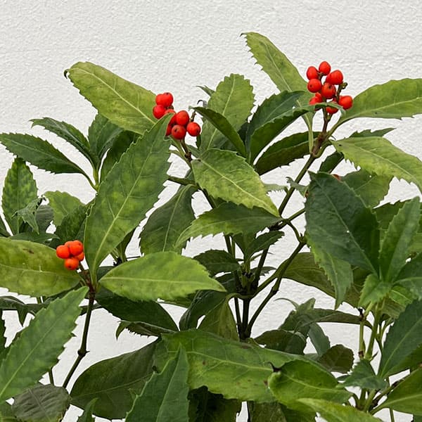 花木 庭木の苗/千両（センリョウ）：斑入り千両・越の富輝5号鉢植え