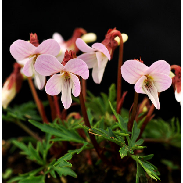 山野草の苗/スミレ：ウスベニヒゴス...