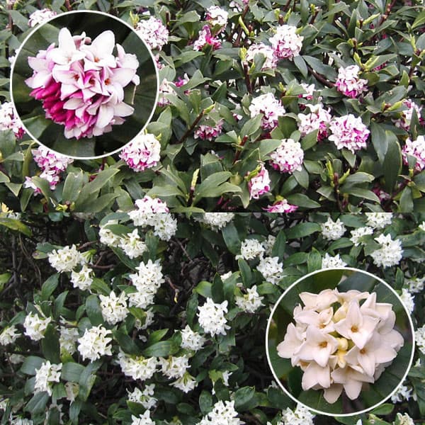 ���� ���ڤ���/������祦���������֡ˡ��ֲ� ����֥��å�4.5��5��ݥå�