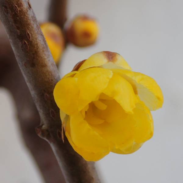 花木 庭木の苗/ロウバイ：福寿（フクジュ）6号ポット・ルートバック