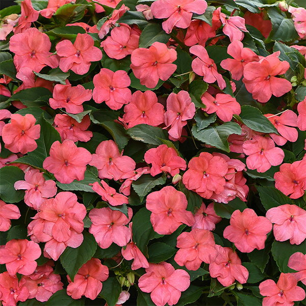 Impatiens - 草花の苗/インパチェンス：ビーコン　コーラル3-3.5号ポット 4株セット