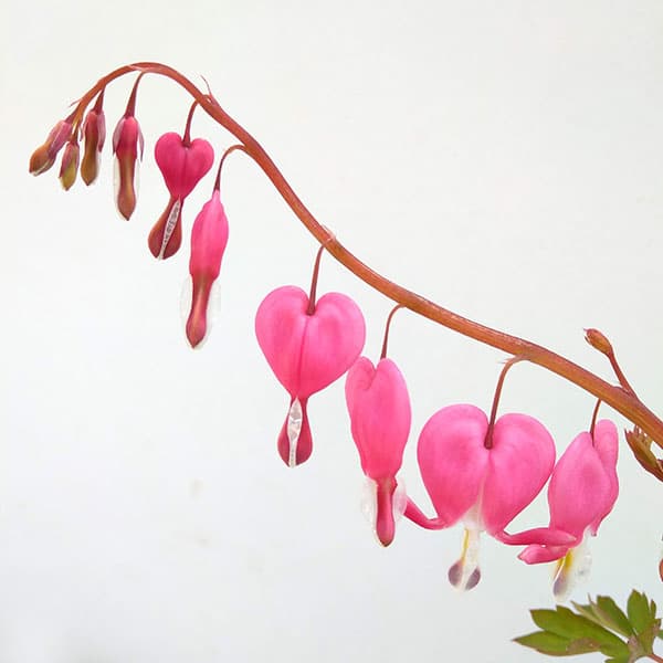 草花の苗/タイツリソウ3号ポット