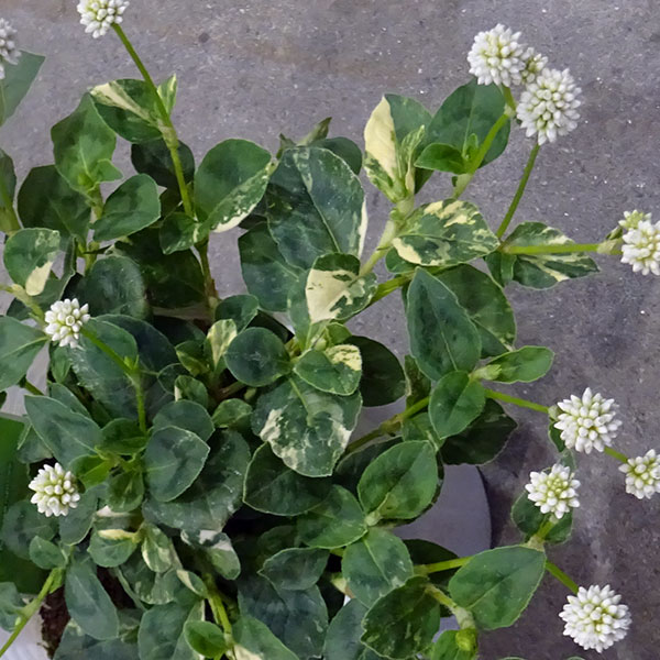 ポリゴナム ティホンの商品画像