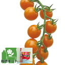 野菜の苗/(わけあり特価)トマトのかんたん栽培セット:ミニトマト:こあまちゃん(R)オレンジ