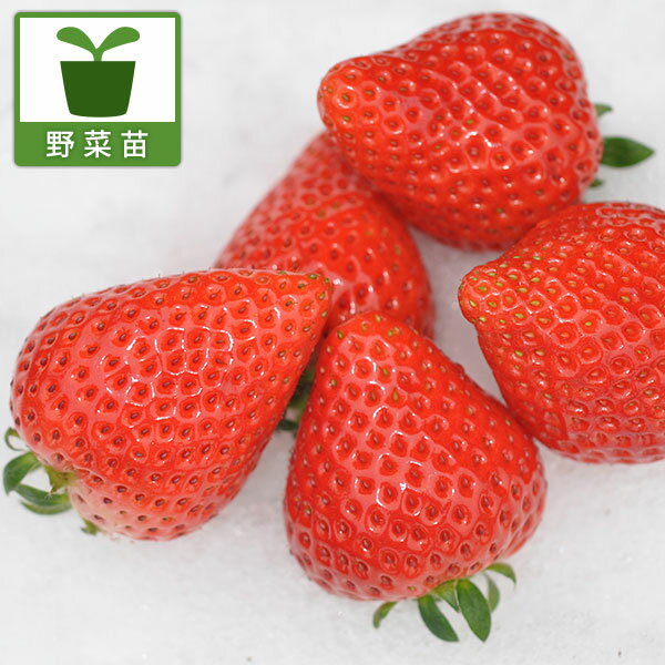 野菜の苗/イチゴ：よつぼし3.5号ポット
