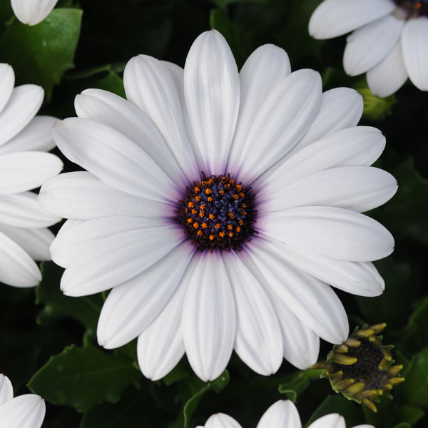 草花の苗/オステオスペルマム：アキラ ホワイト3.5号ポット 2株セットのサムネイル