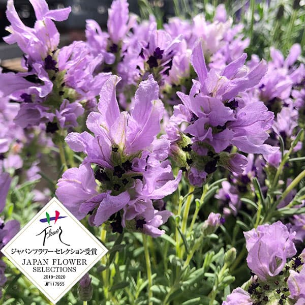 Lavender - ラベンダー：フレンチストエカス　金魚の舞4号鉢植え