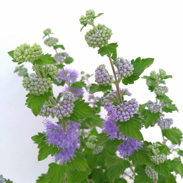 草花の苗/カリオプテリス：ヒントオブゴールド3号ポットのサムネイル