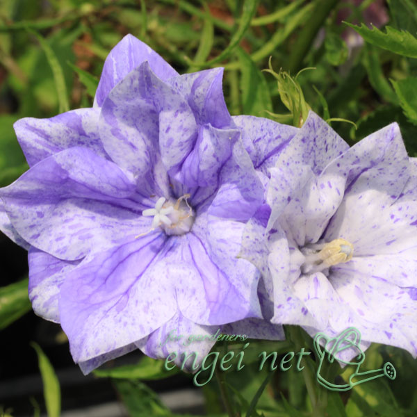 山野草の苗/キキョウ：絞り二重咲き3号ポットのサムネイル