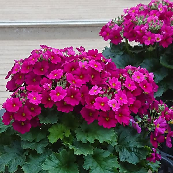 プリムラ・フジザクラ（富士桜）：レッド系5号鉢植え