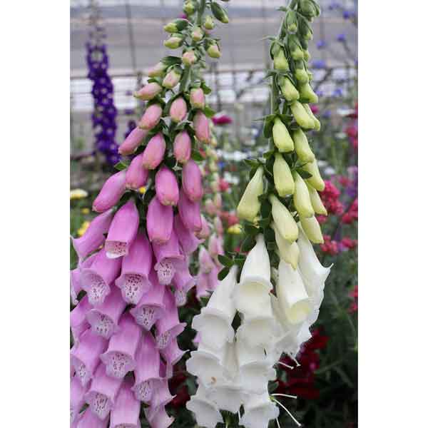 草花の苗/[送料無料]ジギタリス：シルバーフォックス3-3.5号ポット 24株セット