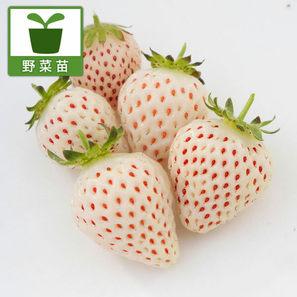 野菜の苗/イチゴ（四季成り）：天使のいちご (R)エンジェルエイト（AE）(PVP)3号ポット 6株セット