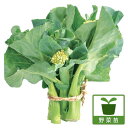 野菜の苗/極太カイラン3号ポット 2株セットy