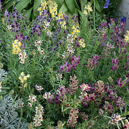 草花の苗/リナリア：リップルストー...