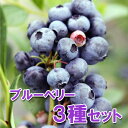 果樹の苗/[送料無料]ブルーベリー：サザンハイブッシュ系5号3種セット（オニール・ケープフェアー・レノアー）