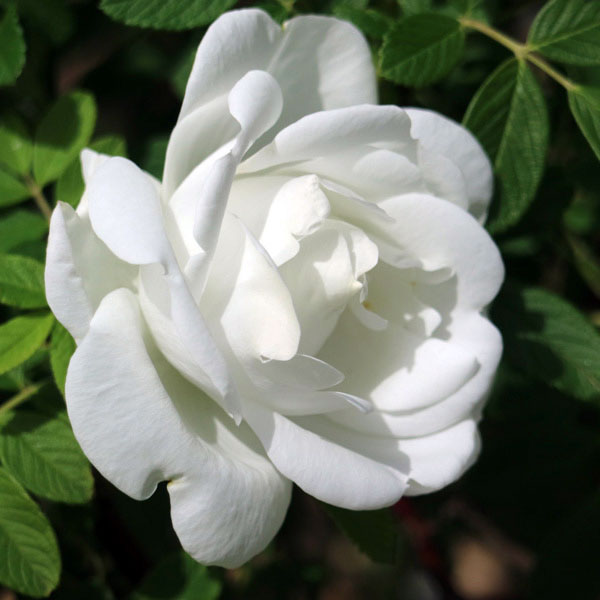 バラの苗/（わけあり特価）千年のバラ メイクイ：唐華（とうか）4号ポット