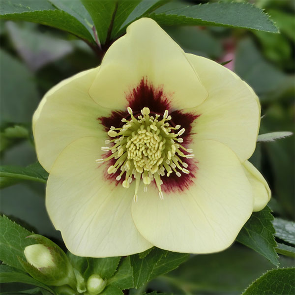 クリスマスローズ：蛍火（ほたるび）5号ポット