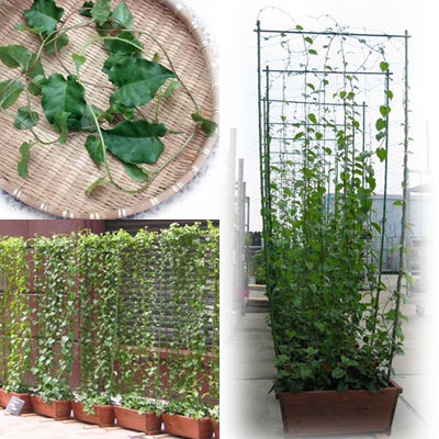 野菜の苗/オカワカメ（アカザカズラ）3号ポット 2株セット