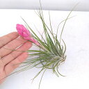 観葉植物/(わけあり特価)チランジア ストリクタ