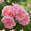 バラの苗/[送料無料]つるバラ：桜衣（さくらごろも）8号大型アンドン仕立て