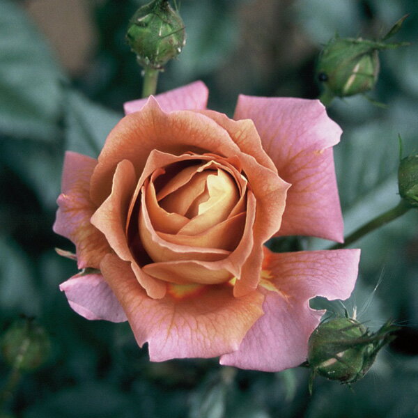 Rose - バラの苗/[送料無料]四季咲中輪バラ：イリス・ウェブ新苗
