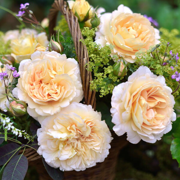 バラの苗/[送料無料]（わけあり特価）デルバールローズ：アメリ・ノートン新苗4号鉢植え