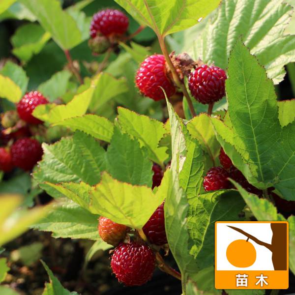 果樹の苗/ラズベリー：レッドドリー...