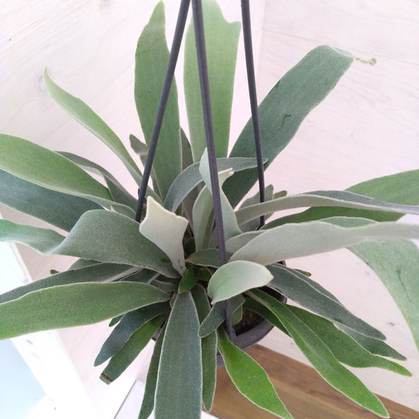 観葉植物/コウモリラン（ビカクシダ）：ベイチー　4号プラ吊り鉢のサムネイル