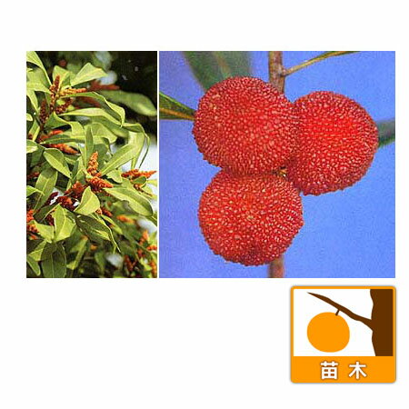 果樹の苗/ヤマモモ（山桃）：森口（もりぐち）4〜5号ポット