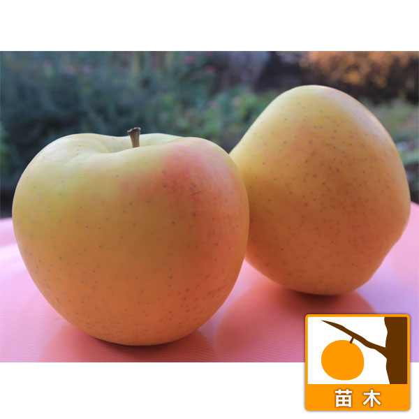 果樹の苗/リンゴ：ぐんま名月（めいげつ）5号ポット