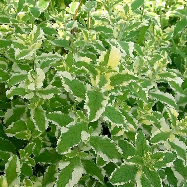 ハーブの苗/[送料無料]ミント：パ...