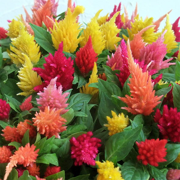 草花の苗/ケイトウ：小人の森の音楽会　ミックス植え3.5号ポット