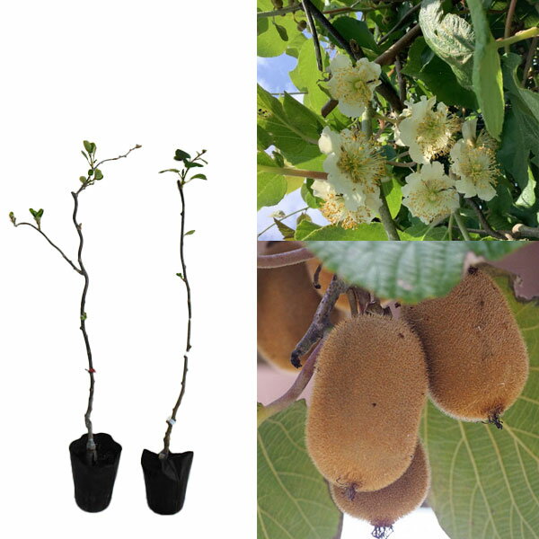 果樹の苗/キウイ雌雄2種受粉樹セット：ヘイワードとトムリ