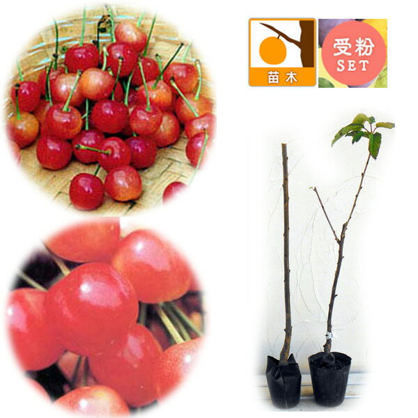 果樹の苗/サクランボ2種受粉樹セット：なんよう（南陽）とたかさご（高砂）接木苗4〜4.5号ポットのサムネイル