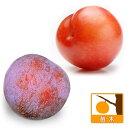果樹の苗/スモモ（プラム）2種受粉樹セット：秋姫（あきひめ）とサンタローザ