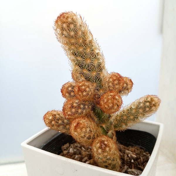 観葉植物/マミラリア：黄金司（こがねつかさ）3号鉢のサムネイル