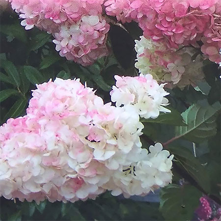 花木 庭木の苗/ノリウツギ（糊空木）：バニラストロベリー6号ポット