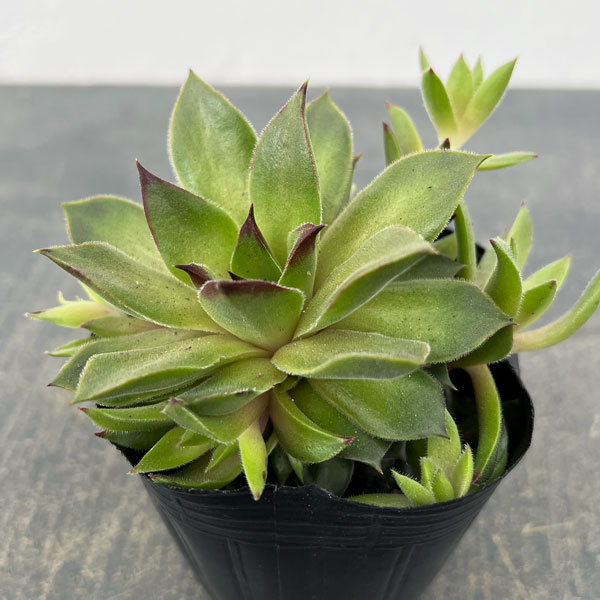 観葉植物/センペルビウム：テデルハ...