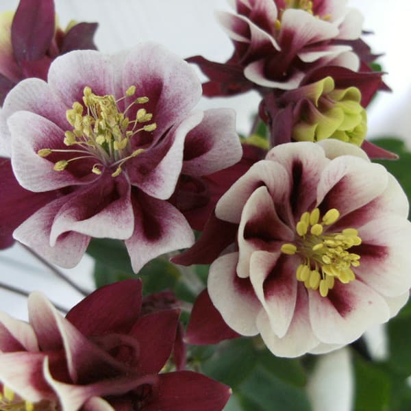 草花の苗/八重咲オダマキ：ウィンキーダブルレッドホワイト3.5号ポット 2株セット