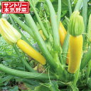 野菜の苗/[送料無料]ズッキーニ：きいろ3号ポット 12株セット