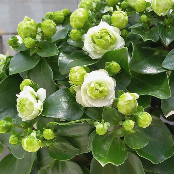 エキザカム：ホワイトロココ 5号鉢植えのサムネイル